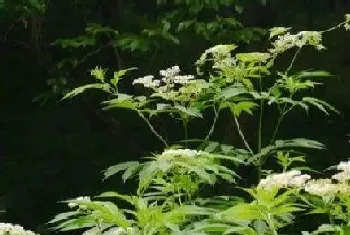 活血条是什么植物,属于什么科植物?