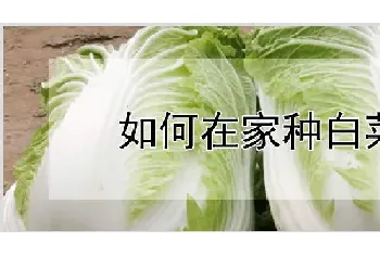 如何在家种白菜