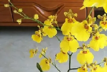 文心兰什么时候开花,开花多长时间?