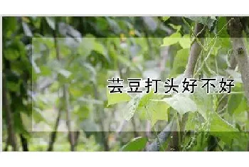 芸豆打头好不好