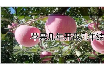 苹果几年开花几年结果