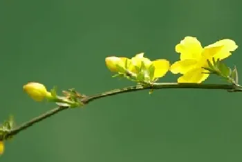 迎春花几月份开花?迎春花的功效与作用