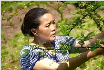 夏季花椒树怎样修剪比较好