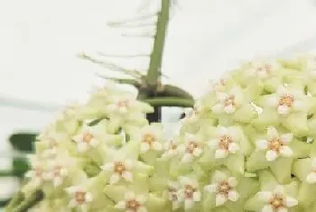 球兰花一年开几次花?球兰花形态特征与植物学史