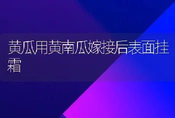 黄瓜用黄南瓜嫁接后表面挂霜