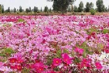 格桑花种植时间与生长周期?