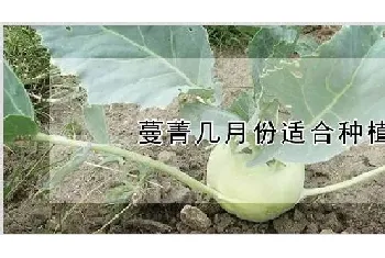 蔓菁几月份适合种植