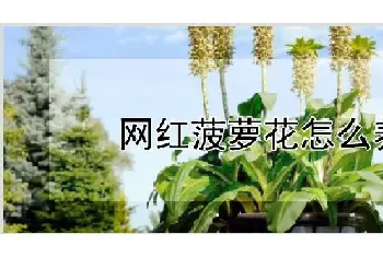 网红菠萝花怎么养