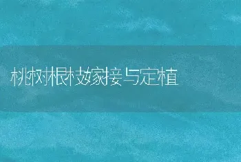 桃树根枝嫁接与定植