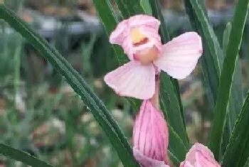 兰花为什么不开花?不开花原因及解决方法