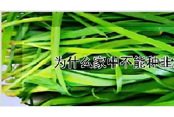 为什么家中不能种韭菜