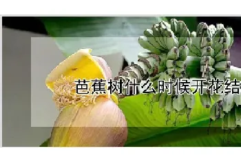 芭蕉树什么时候开花结果