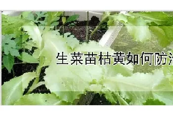 生菜苗枯黄如何防治