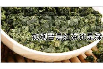 铁观音是红茶还是绿茶