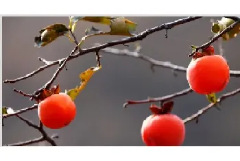 吊红和柿子区别