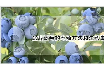 盆栽蓝莓的养殖方法和注意事项