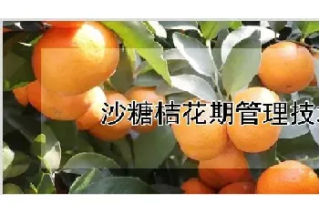 沙糖桔花期管理技术