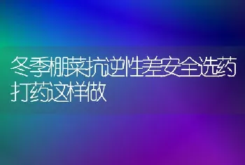 冬季棚菜抗逆性差安全选药打药这样做