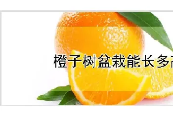 橙子树盆栽能长多高