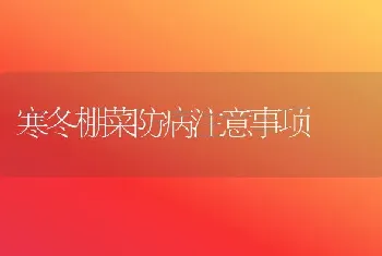 寒冬棚菜防病注意事项