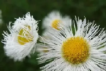 野菊花有几种颜色?野菊花的形态特征与植物学介绍