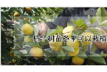 柿子树苗冬季可以栽植吗