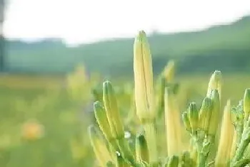 黄花长什么样子?黄花形态特征与植物学史