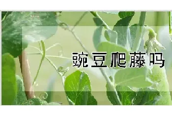 豌豆爬藤吗