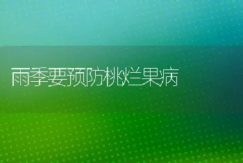 雨季要预防桃烂果病