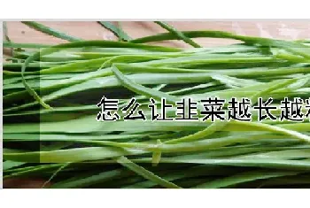 怎么让韭菜越长越粗