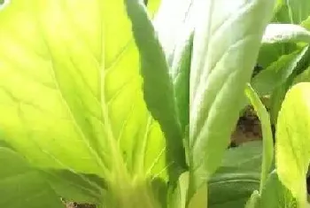 青梗菜种植时间和方法,栽种时间与种植技术?