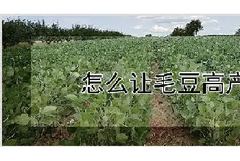 怎么让毛豆高产