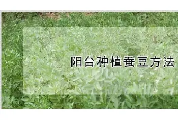 阳台种植蚕豆方法