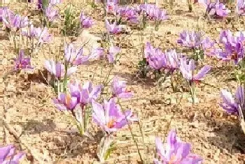 藏红花是多年生还是一年生的植物?