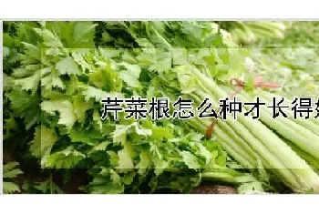 芹菜根怎么种才长得好