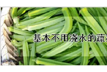 基本不用浇水的蔬菜