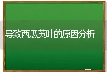 导致西瓜黄叶的原因分析