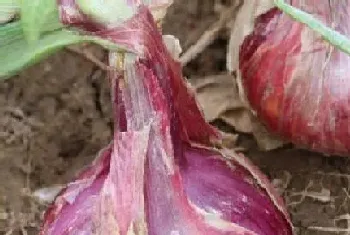 洋葱是什么根系的植物?洋葱形态特征与植物学史