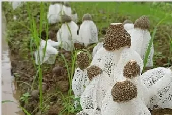 竹荪种植技术 种竹荪有哪些注意事项？