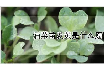 油菜苗发黄是什么原因