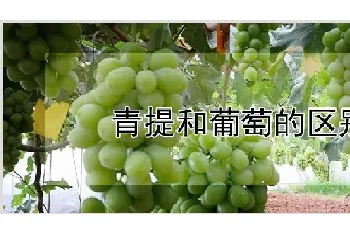 青提和葡萄的区别