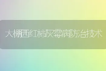 大棚西红柿灰霉病防治技术