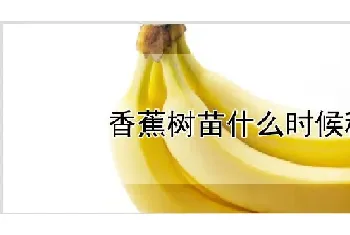 香蕉树苗什么时候种