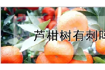 芦柑树有刺吗