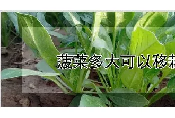 菠菜多大可以移栽