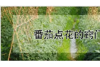 番茄点花的窍门