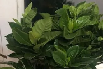 白色的植物有哪些?白色的植物大全