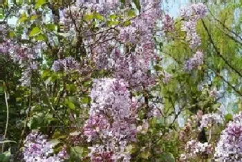 梧桐会开花吗,属于开花植物?