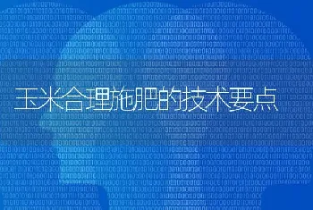 玉米合理施肥的技术要点