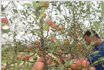 夏季苹果扭梢怎么办？